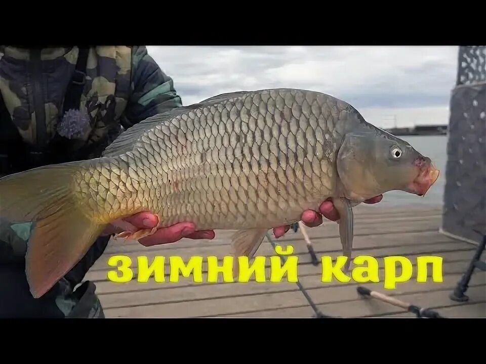 Карпы зимой видео. Карп зимой. сазан на льду.