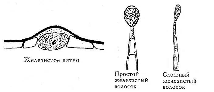Железистые волоски растений строение. Трихомы герани. Строение листа росянки. Пельтатные железки. Выделительная ткань железистые волоски.