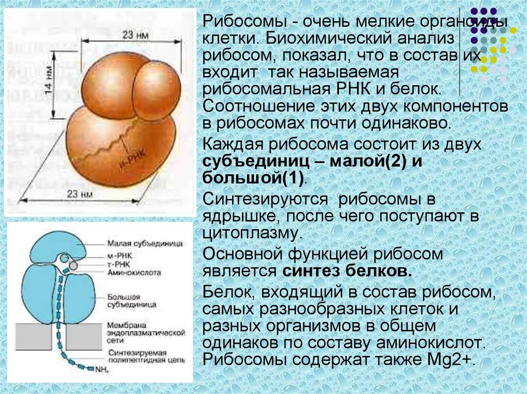 Строение рибосом биохимия. Строение органоида рибосомы. Структура и функции рибосом. Структура рибосомы кратко.