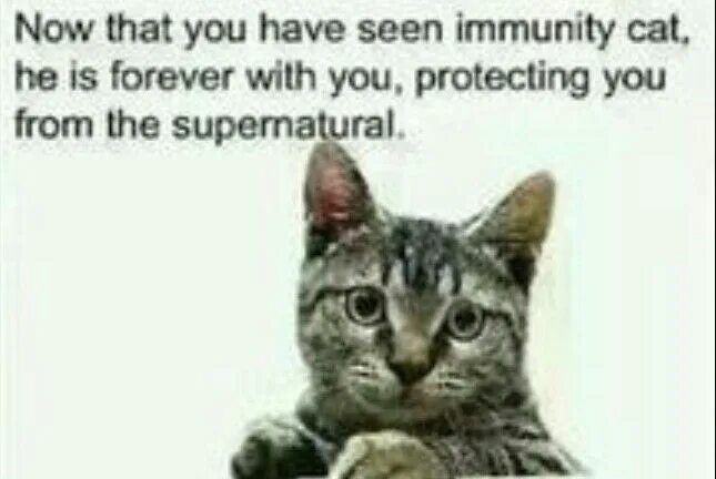 It was a cat named. Кошки форева. have you seen this cat meme.
