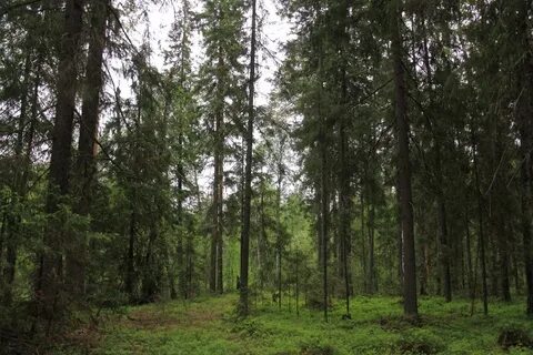 Мир нижегородская область