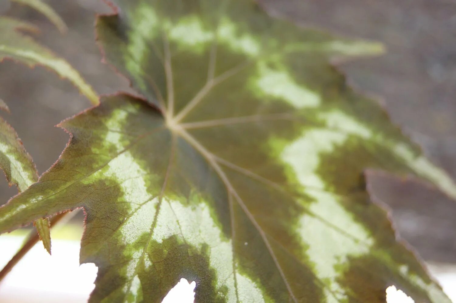 Plant leaves, Plants, Leaves