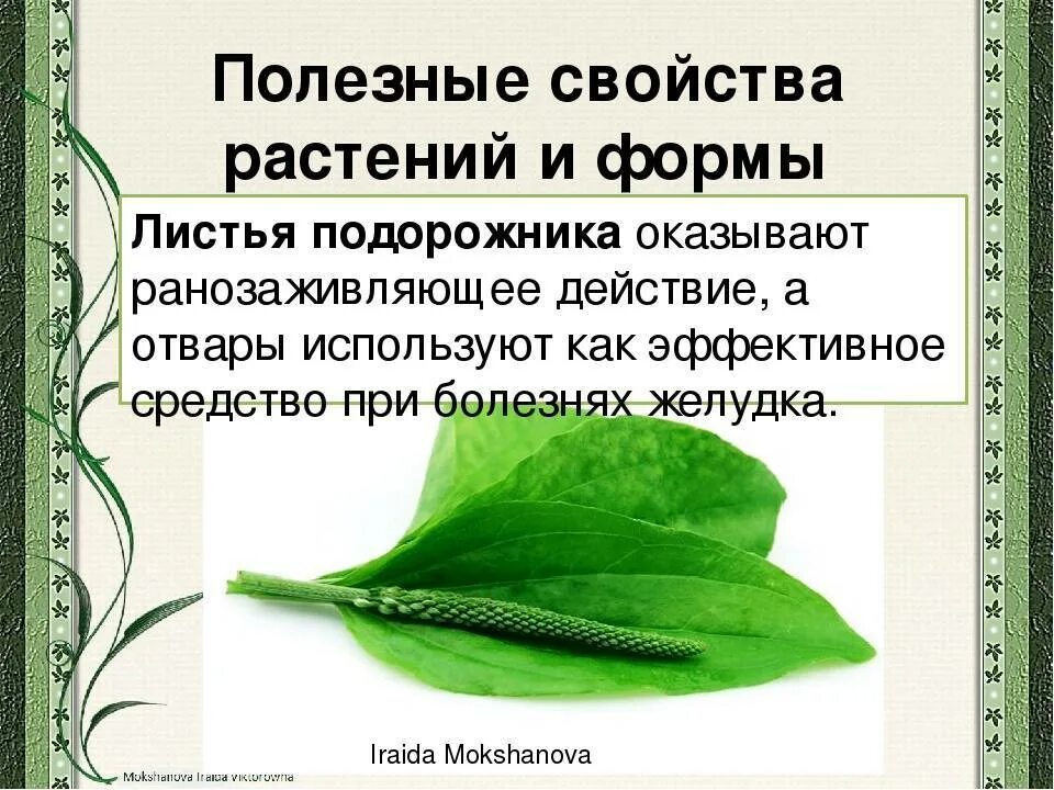 Подорожник его лечебные. Подорожник целебные свойства растения. Целебные свойства подорожника. Чем полезен подорожник. Подорожник полезные свойства.