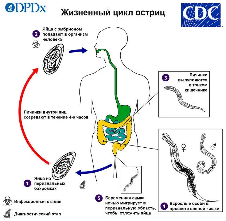 Enterobius vermicularis жизненный цикл. Цикл развития Enterobius vermicularis. Enterobius vermicularis цикл. Жизненный цикл острицы детской схема. Строение внутренних паразитов