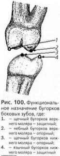 Бугорки верхних моляров