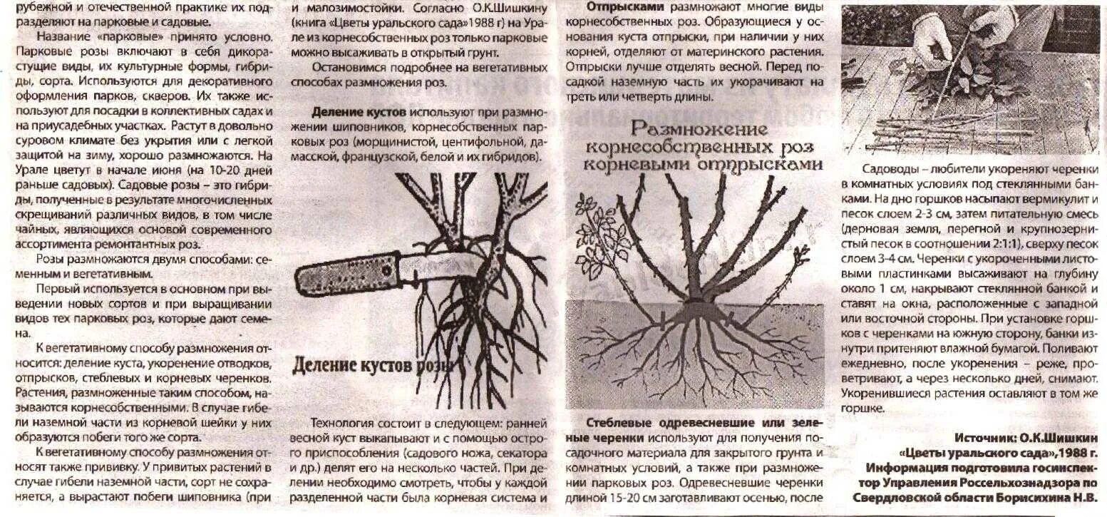 Через сколько лет пересаживают. Посадка розы черенкованием. Размножение шиповника отводками летом. Размножение роз черенкованием.