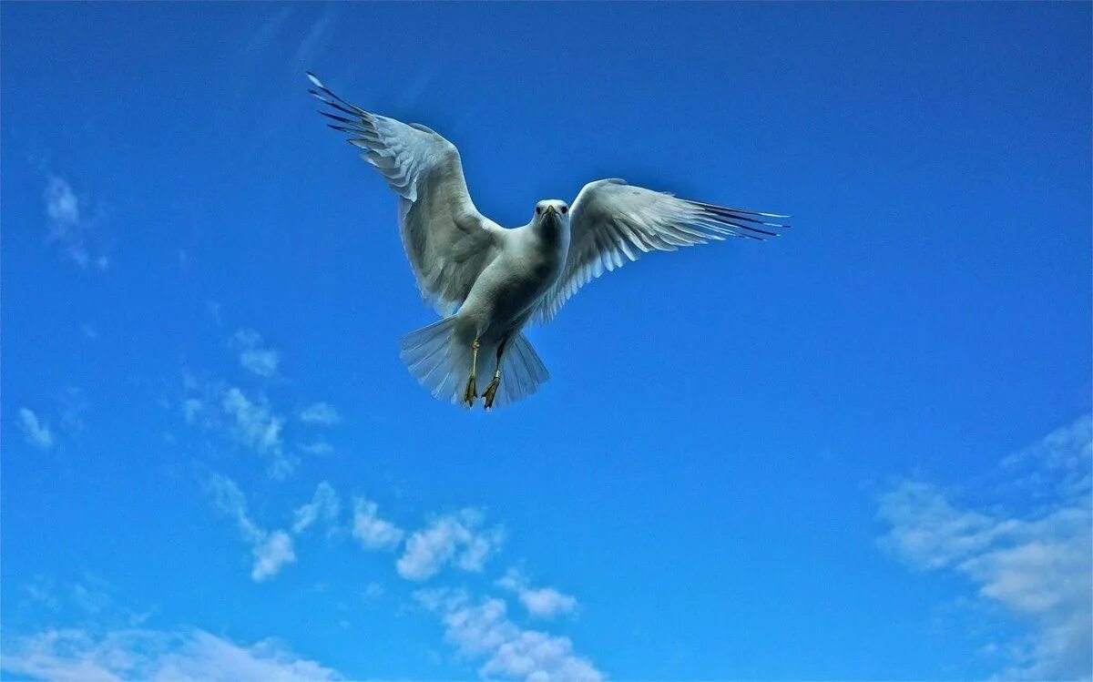 Столица вольная птица. Птицы в небе. Птица свободы. Парящая птица. Полет птицы Свобода.