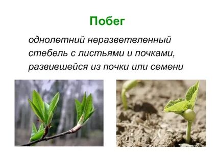 Стебель развивается из
