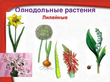 Лилейные растения это
