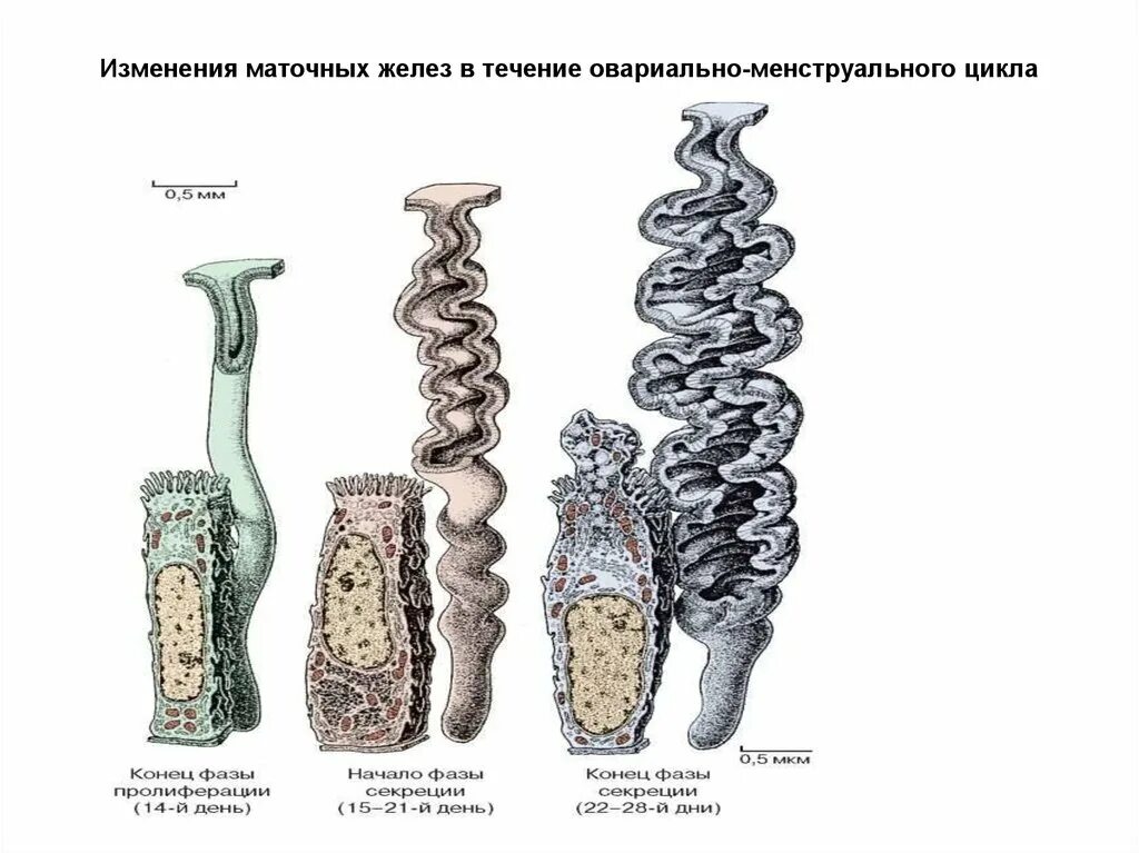 Номц. Овариально-менструационный цикл гистология. Маточные железы гистологи.