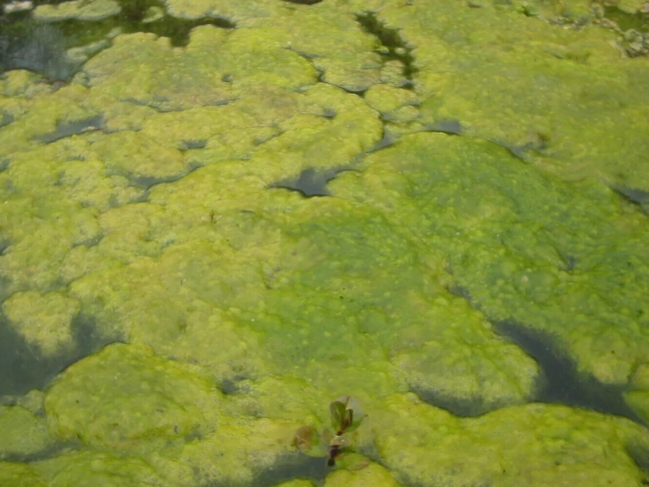 Болотная водоросль спирогира. Спирогира водоросль цветение воды.