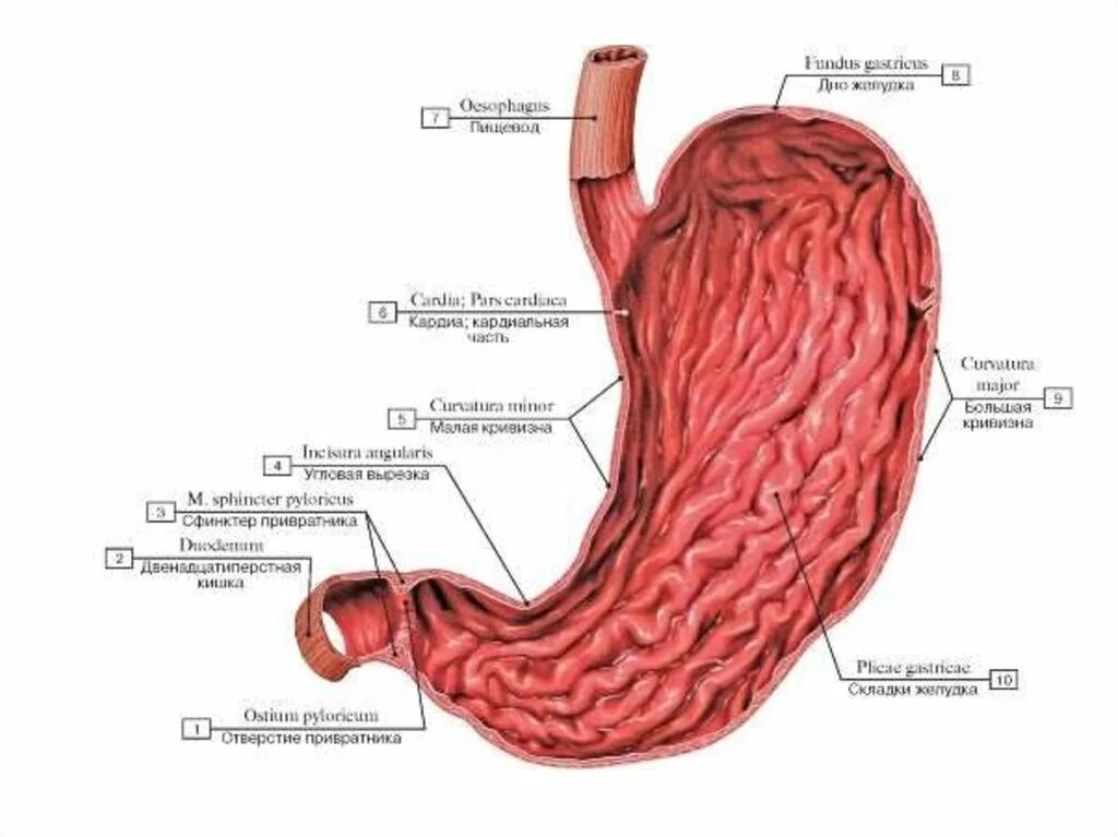 Кардиальный латынь. Желудок анатомия латынь оболочки. Мышечная оболочка желудка анатомия. Желудок анатомия человека медунивер. Слизистая оболочка желудка анатомия.