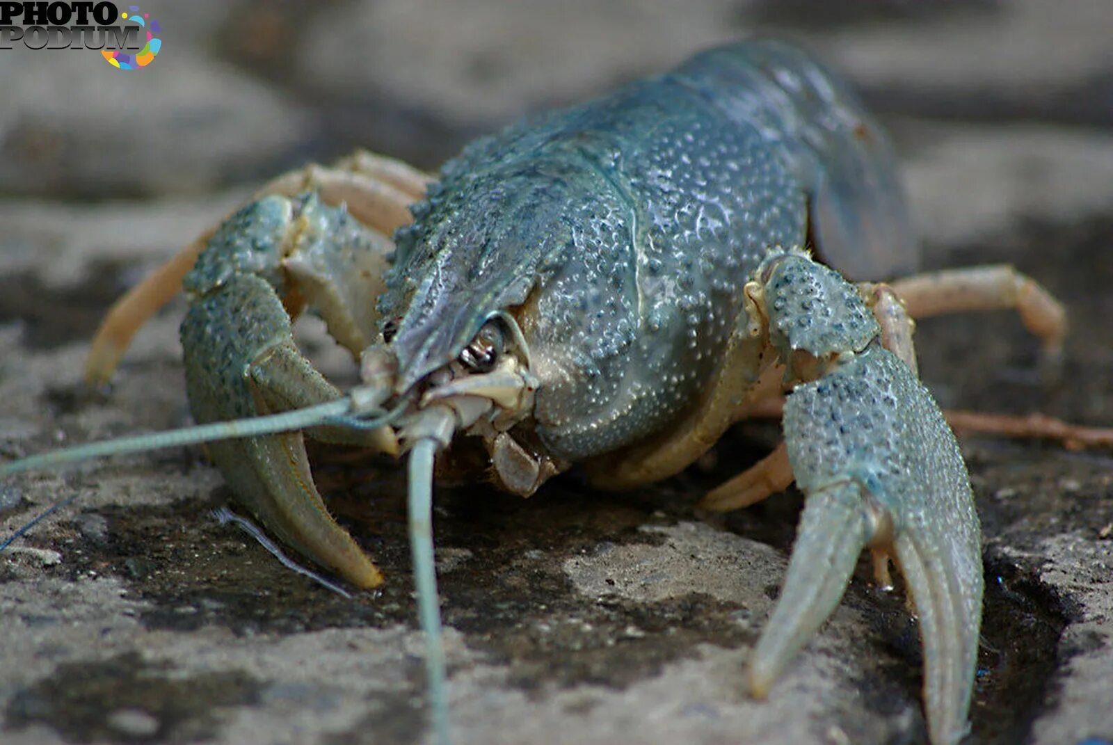 Кубинский рак. Голубой кубинский. Синий Омар в аквариуме. Procambarus attiguus. Маленькие голубые рачки на разводы.