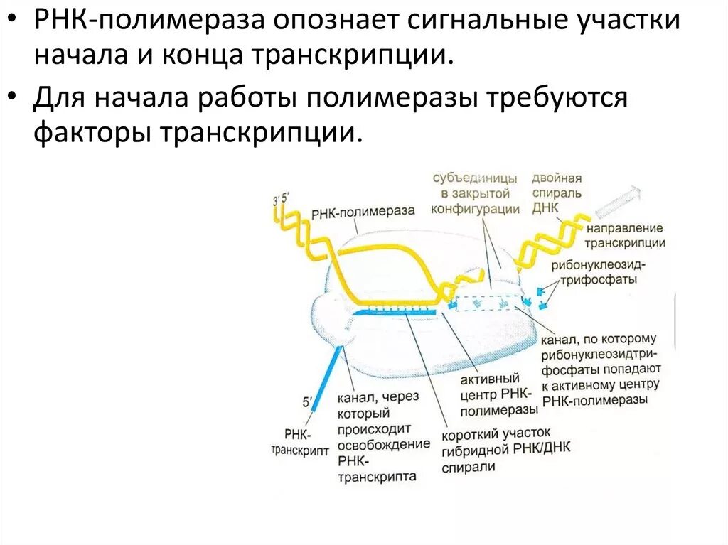 Структура РНК полимеразы. Работа ДНК полимеразы. Активный центр РНК полимеразы. Активный центр ДНК полимеразы.