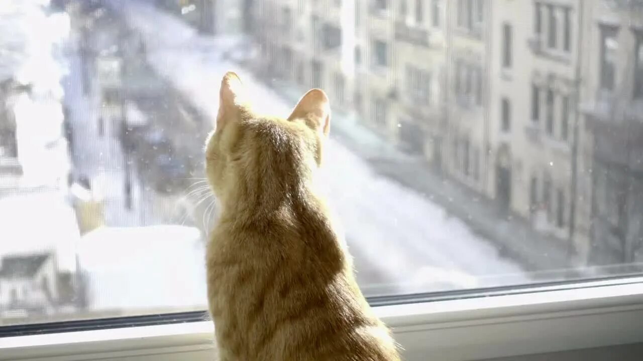 Look out of the window it snow