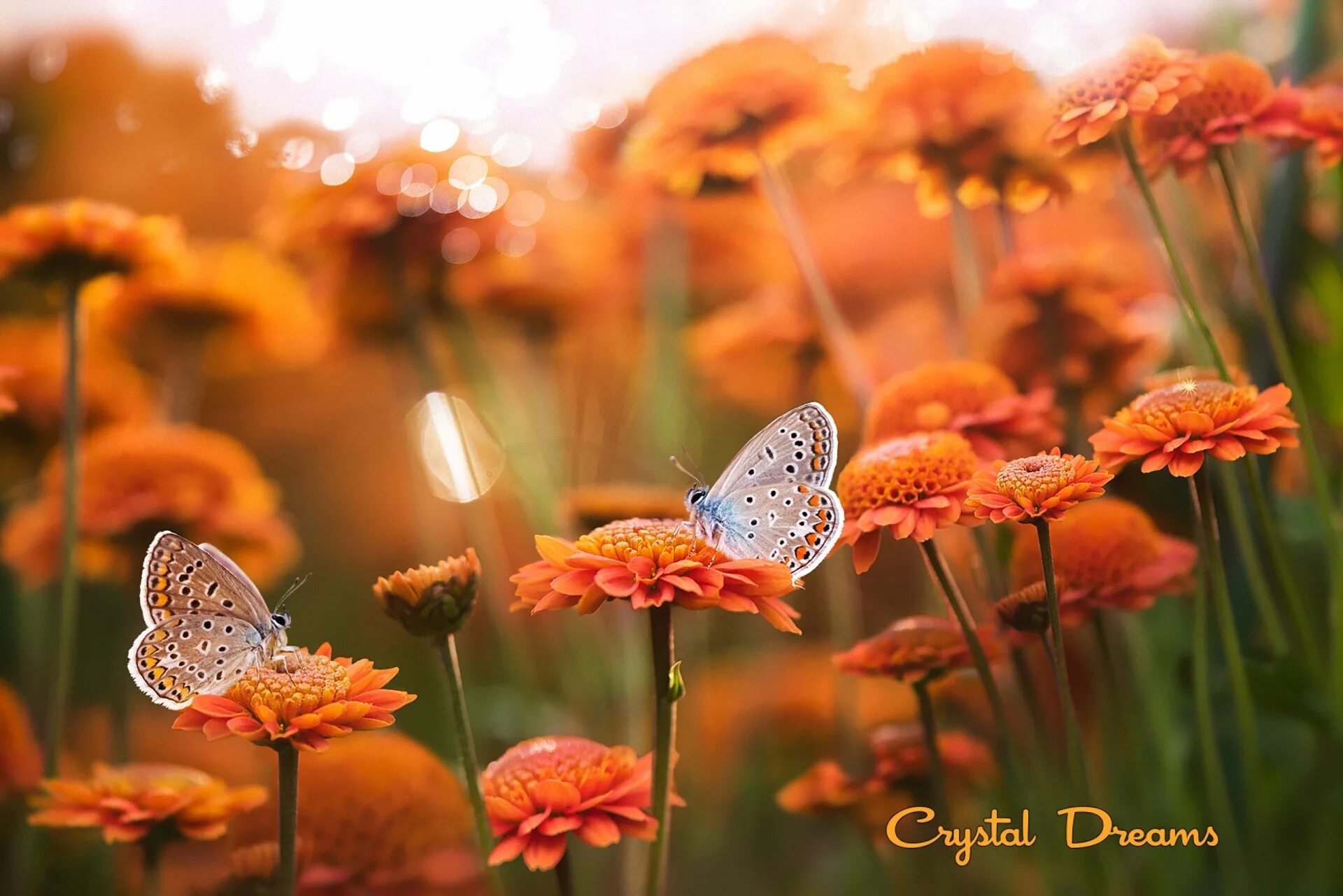 Ангел картинки. Счастливая девушка. Радостные мальчик и девочка. Нежная девушка. Мир нежных.