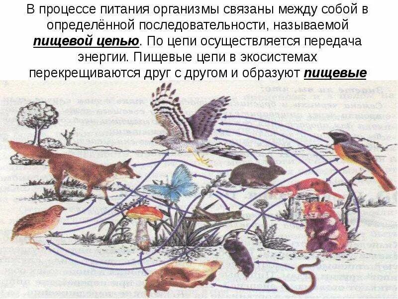 Потребителями могут быть в пищевой цепи. Живые организмы связаны между собой. Живые существа связаны между собой в цепи питания. Пищевая сеть из 20 организмов. Модель пищевой цепи елового леса 5 класс.
