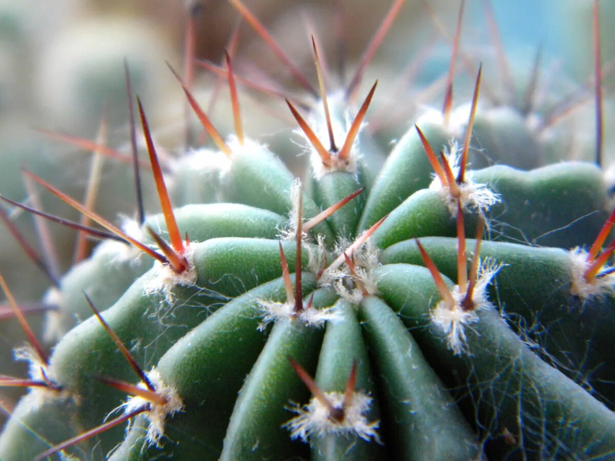 Опунция колючеплодная колорадская. Кактус крючком. Иголки кактуса. Пожелтение кактуса. Колючки кактуса.