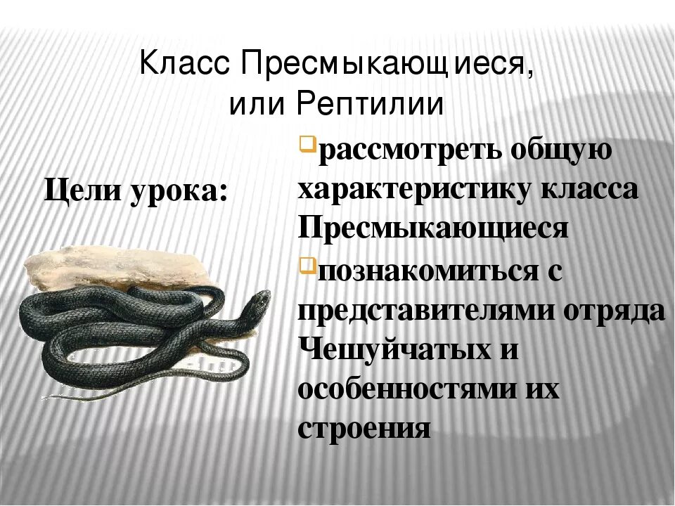 Биология 7 класс пресмыкающие. Пресмыкающиеся 7 класс биология. Класс пресмыкающиеся или рептилии. Особенности класса пресмыкающиеся. Характеристика класса пресмыкающиеся.