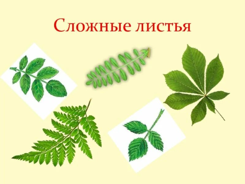 Сложные листья деревьев. Парноперистые и непарноперистые листья. сложные листья перистосложные. береза листья непарноперистые. лист сложный непарноперистосложный.