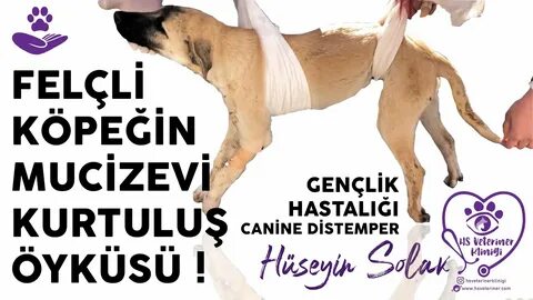 Köpeklerde Gençlik Hastalığı / Canine Distemper İn Dogs - Felçli Köpeğin Mu...