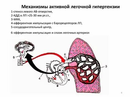Китаев рефлекс