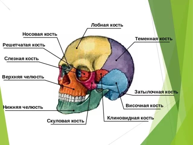 Скелет головы функции. Лобная кость. Решетчатая кость. Лобная теменная затылочная решетчатая клиновидная височная кость. Решётчатая кость височная кость. Решетчатая теменная лобная кости.