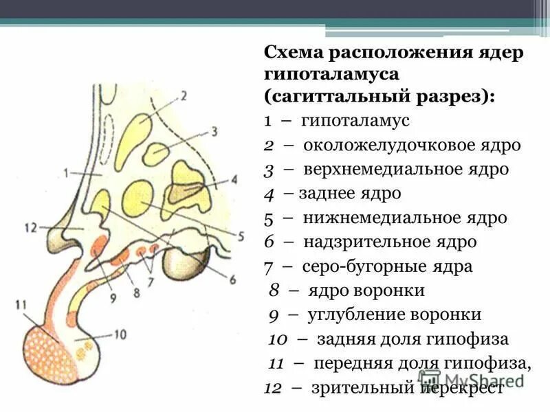 схема расположения ядер среднего мозга. красное ядро на разрезе среднего мозга. ядра передней доли гипоталамуса. проводящие пути ствола мозга. гипоталамус анатомия строение.