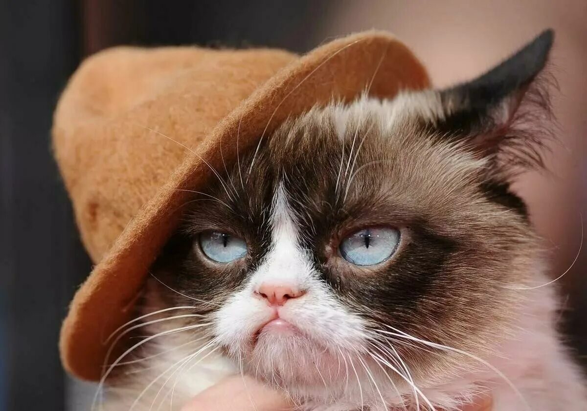 Угрюмый кот