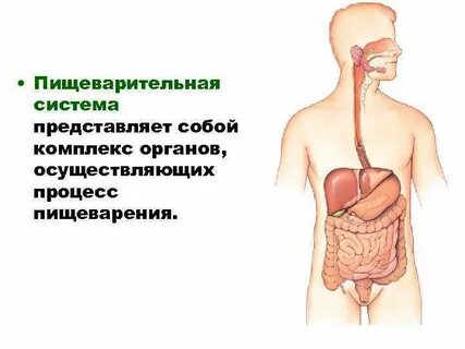 Пищеварение относится к процессам