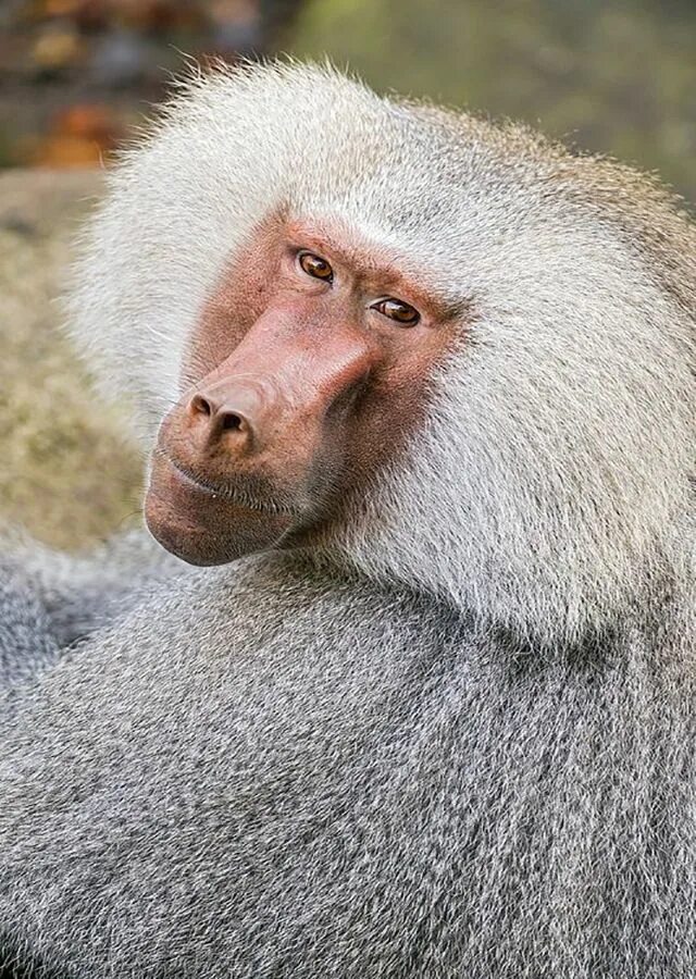 Monkey fur