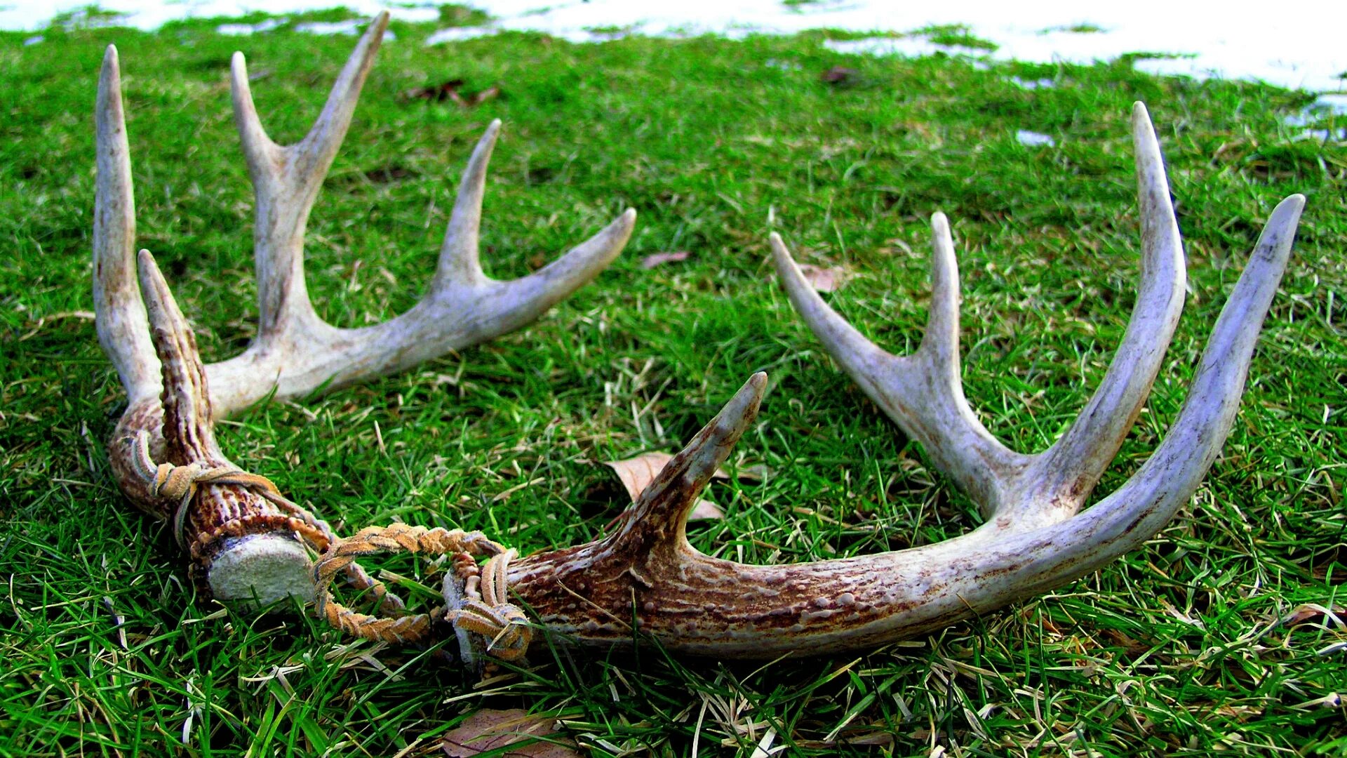 Содержимое рога. Оленьи рога / antlers. рога лося. рога &quot;северный олень&quot;. рожки оленя.