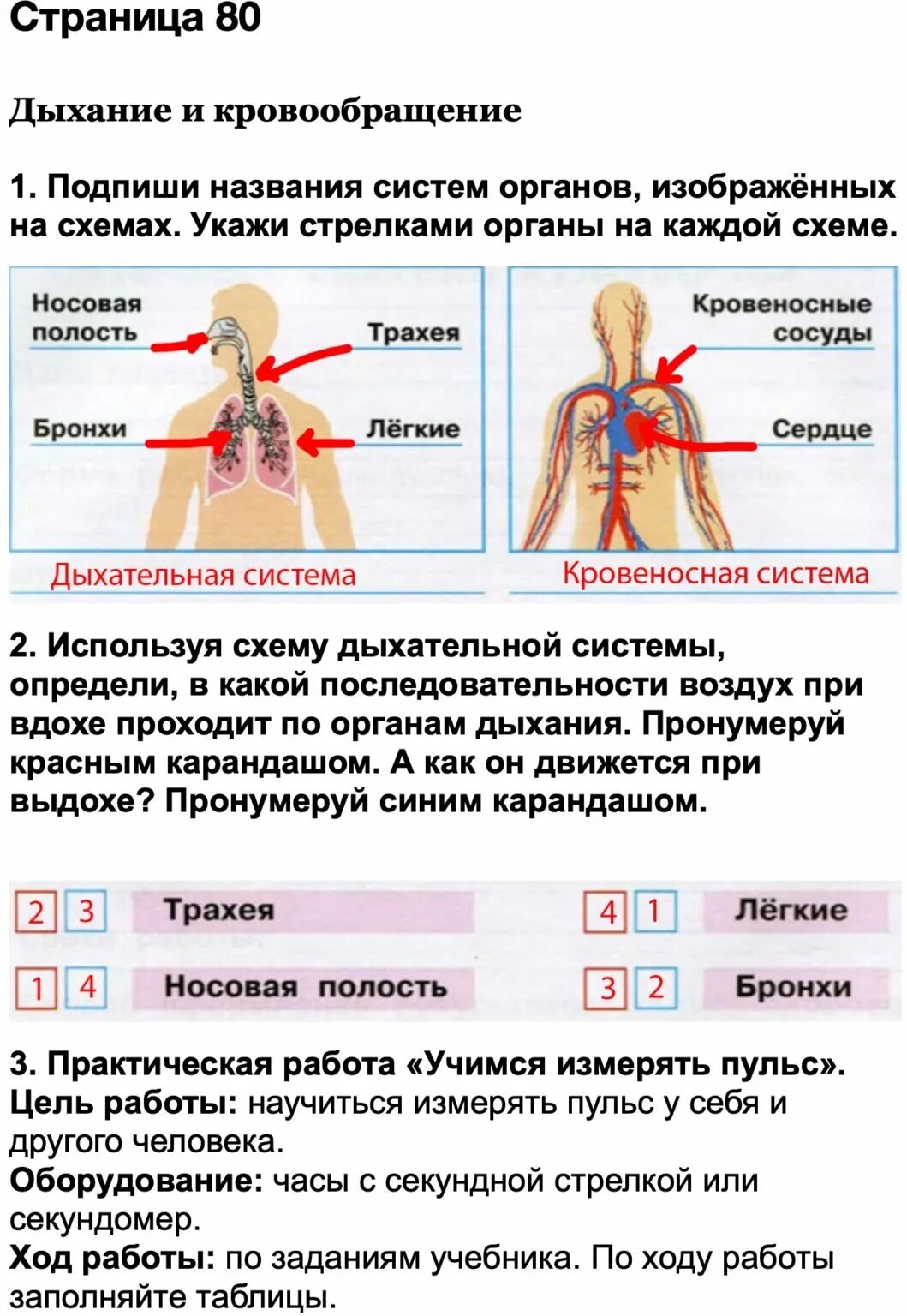 Дыхание и кровообращение 3 класс рабочая тетрадь 1 часть. Строение человека окружающий мир 3 класс рабочая тетрадь. Подпиши названия систем органов изображенных. Подпиши названия систем органов изображенных. Практическая работа учимся измерять пульс.