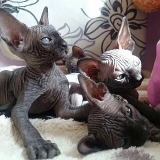 Котята сфинксы недорого