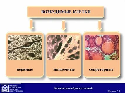 Мышечная и нервная ткань