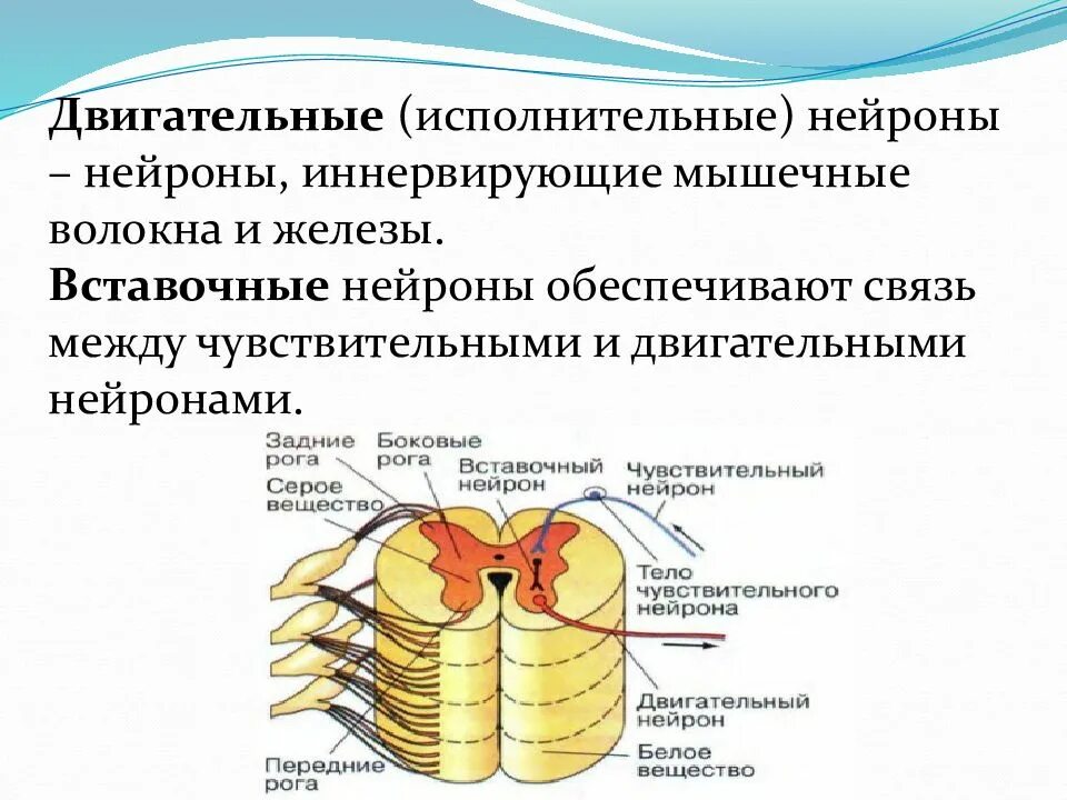 Исполнительный нейрон это