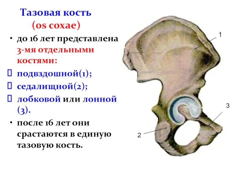 Тазовая кость представлена тремя отдельными костями подвздошной. Подвздошно лобковое возвышение. Седалищная и подвздошная кость. Подвздошная и седалищная кости таза. Подвздошная кость седалищная