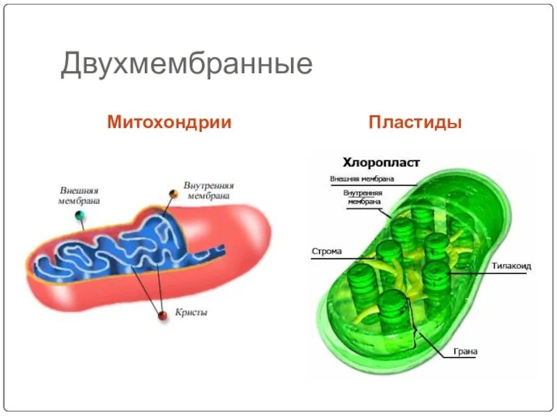 Признаки митохондрий и хлоропластов. Митохондрии и хлоропласты строение и функции. Митохондрия строение граны. Митохондрии строение и функции. Строение митохондрии и хлоропласта.