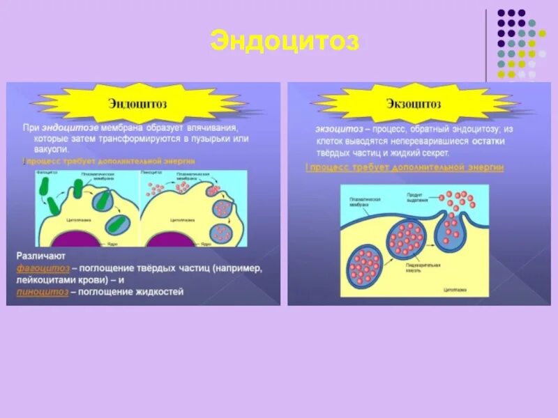 Эндоцитоз транспорт. Фагоцитоз пиноцитоз эндоцитоз экзоцитоз. Схема эндоцитоза и экзоцитоза. Биология 10 кл активный транспорт экзоцитоз фагоцитоз энд. Эндоцитоз фагоцитоз мембранный транспорт.