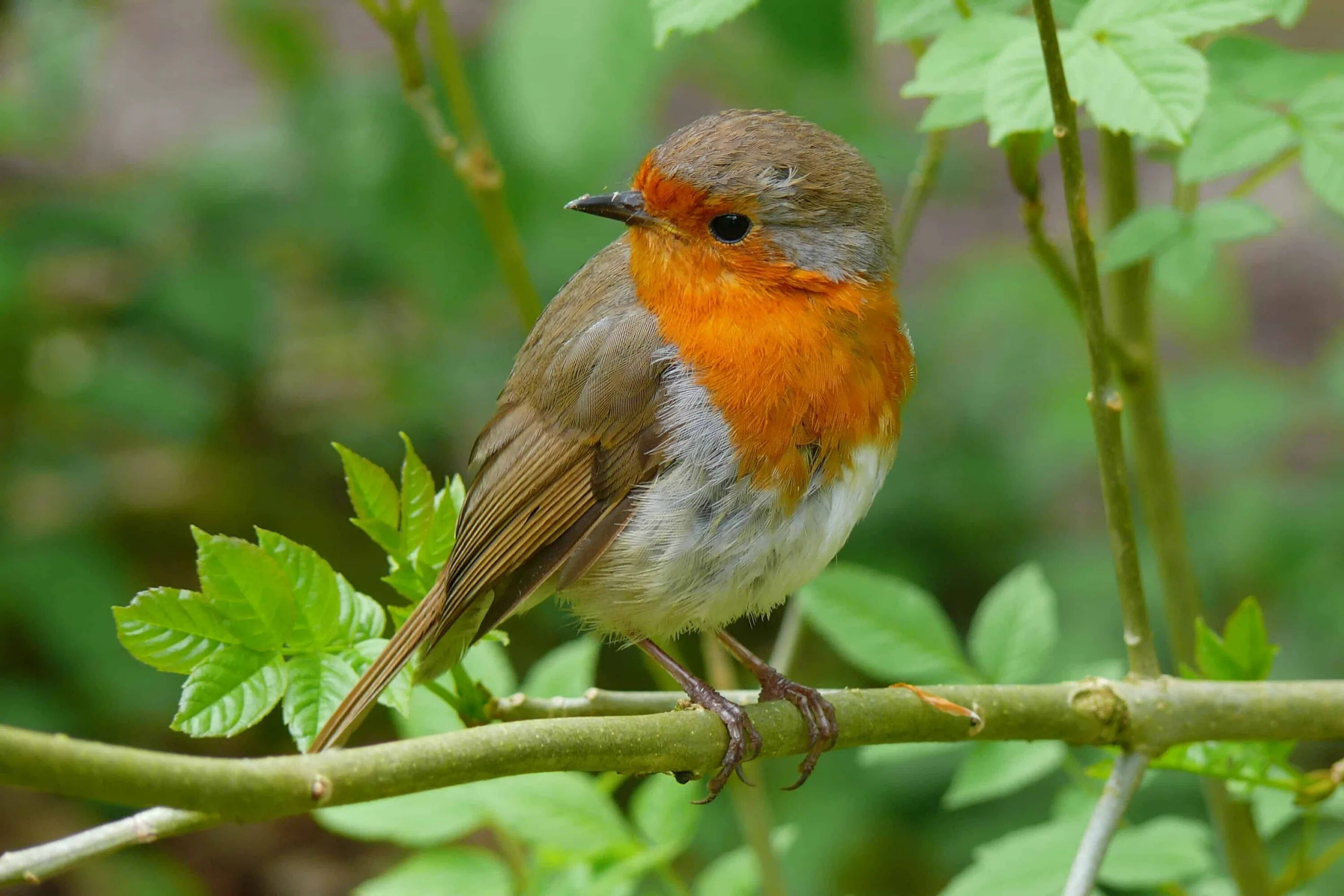 Зарянка малиновка красногрудка. Птица зарянка малиновка. Зарянка подмосковная. Робин -зарянка птица. Малиновка зарянка птичка.