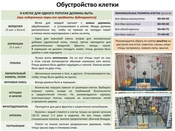 Можно ли давать попугаю траву. Клетка для 5 волнистых попугаев. что нужно попугаю в клетку. корм для волнистых попугаев на клетке. какие растения можно давать волнистым попугаям.