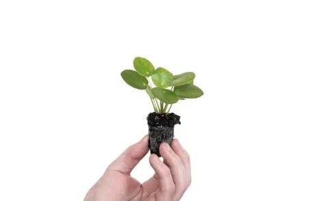 Baby plant