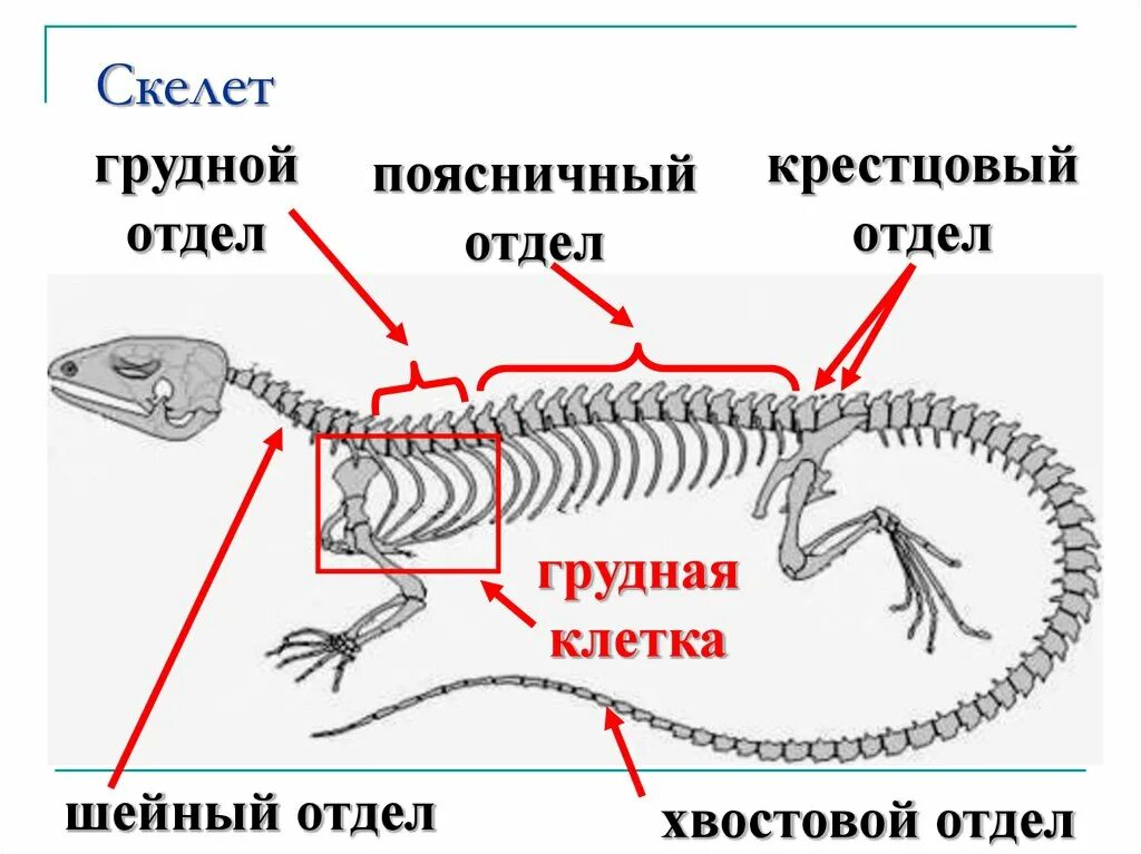 Скелет пресмыкающихся отделы биология 7. Строение скелета рептилий. Осевой скелет рептилий. Скелет ящерицы биология 7 класс. Шейный отдел пресмыкающихся состоит из