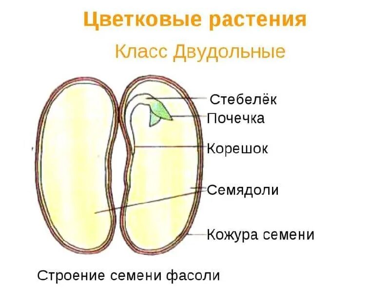 Изучение строения семян двудольных и однодольных растений. Структуры семени семядоля двудольного растения. схема лвудольногт семени. строение зародыша однодольных растений. строение семени двудольного растения.