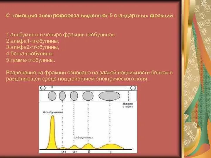 Белки белковые фракции. Разделение белков сыворотки крови методом электрофореза. Фракции белков сыворотки крови Альфа 2. Соотношение белковых фракций методом электрофореза норма. Электрофорез фракции белка.