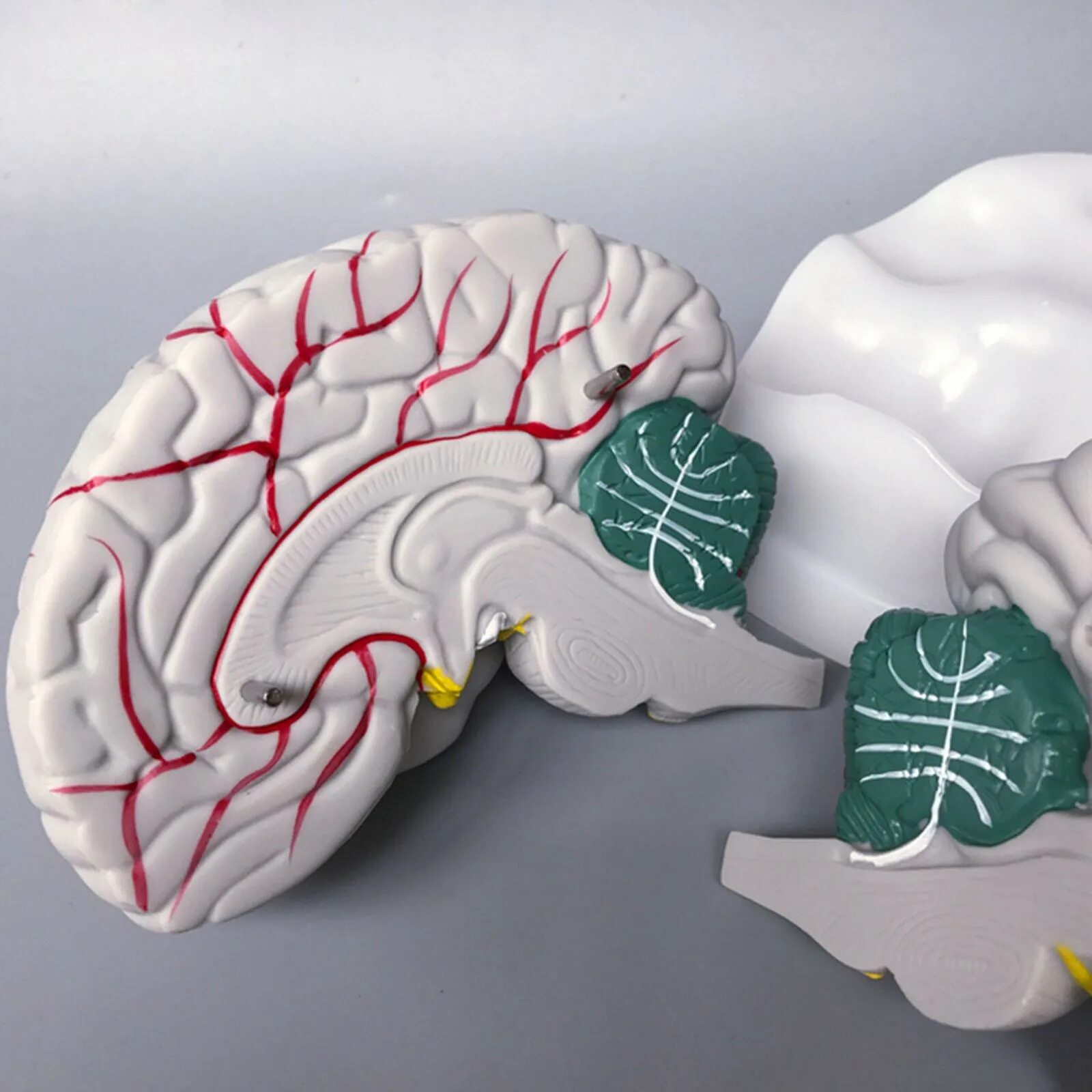 Brain model. Модель головного мозга. Муляж мозга. Макет мозга. Разборная модель головного мозга.