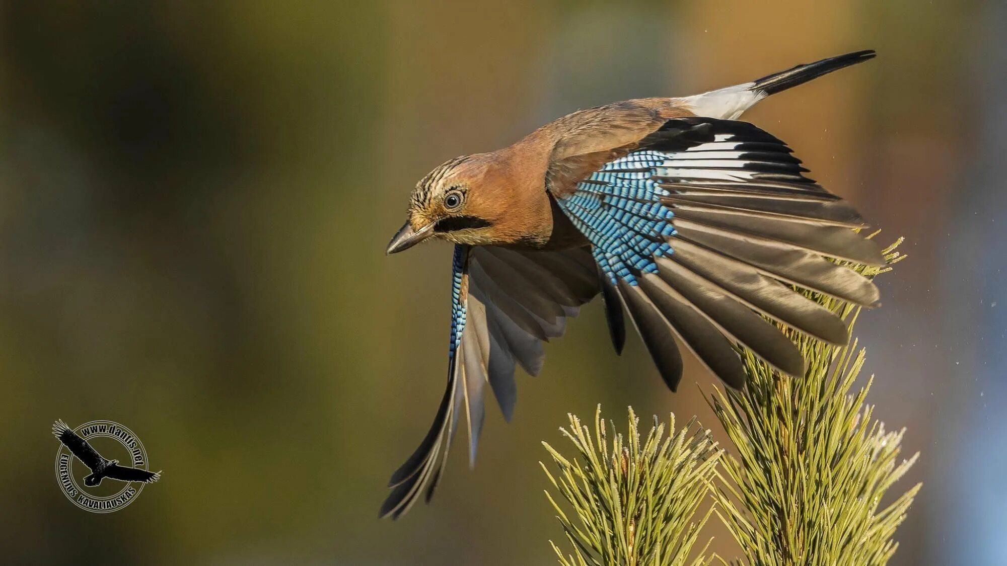 Птица с хрустальным оперением. Со́йка garrulus glandarius. Сойка пересмешница птица. Голубая кустарниковая Сойка. Востроглазая Сойка.