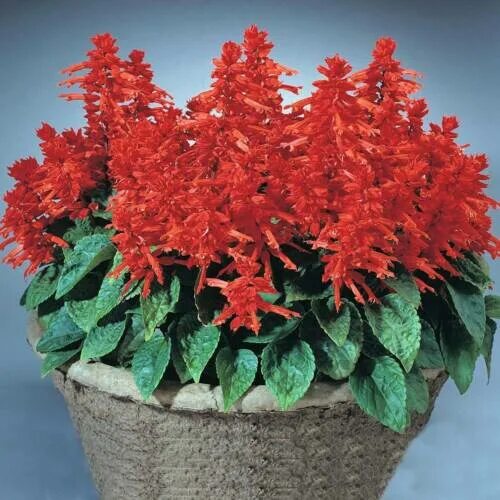 Каталог Сальвия блестящая (Salvia splendens) Sahara, 5 шт от интернет магазина Р