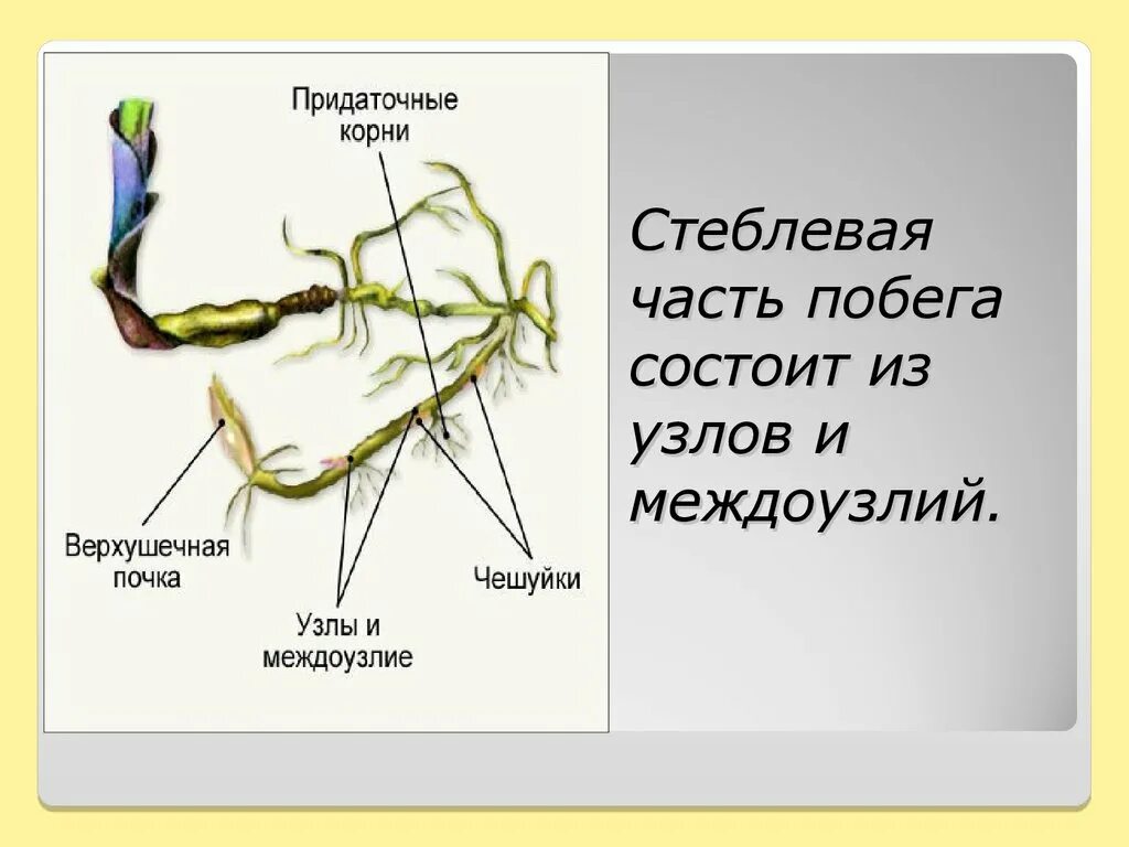 Придаточные корни какие побеги. Корневище пырея верхушечная почка. Стеблевая часть побега. Корневище из узлов и междоузлий. Части побега корневище.