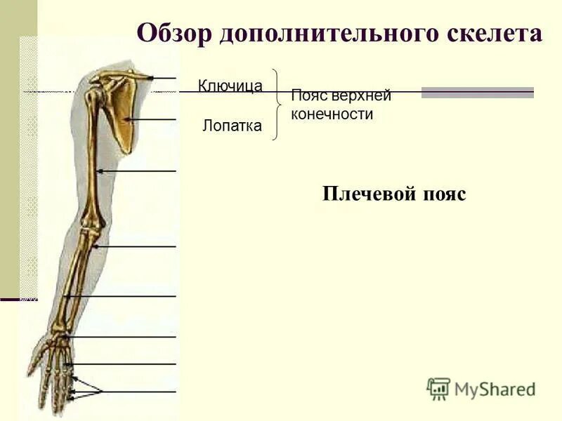 Отдел скелета плечевой кости